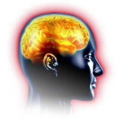 CervoTonus Gélules Mémoire Et Concentration 7 CervoTonus Gélules Mémoire Et Concentration -Magasin de matériel de chauffage professionnel cervotonus gelules memoire et concentration 9681420 25080284 1140x1140 1